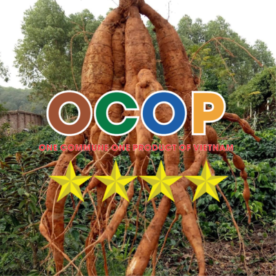 RƯỢU DƯỢC LIỆU CÔ BA VÀ HÀNH TRÌNH CHINH PHỤC OCOP 4 SAO
